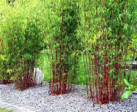 Soorten bamboeplanten